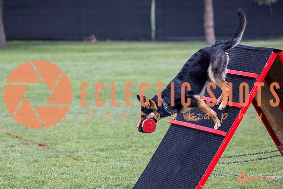 2025-K9Force-MayExams-6256