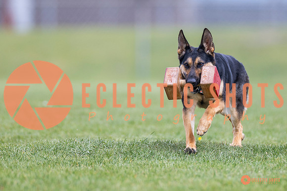 2025-K9Force-MayExams-7077
