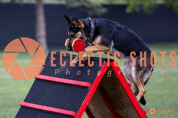 2025-K9Force-MayExams-6246
