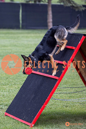 2025-K9Force-MayExams-6255