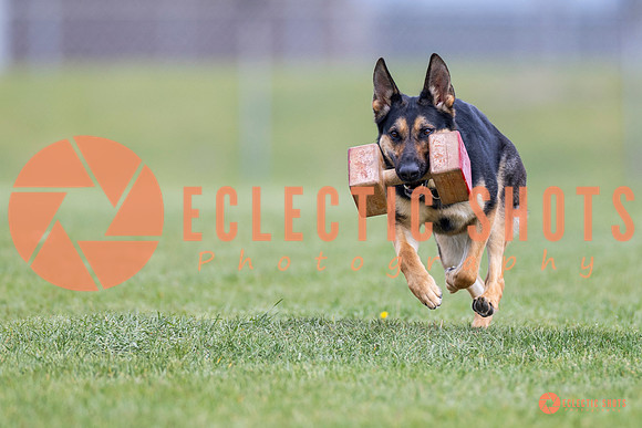2025-K9Force-MayExams-7075