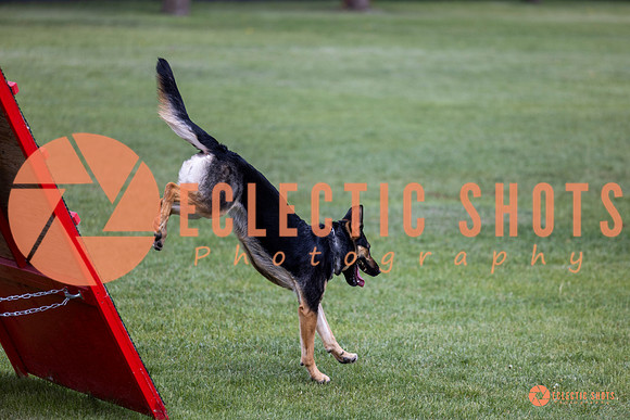 2025-K9Force-MayExams-6219