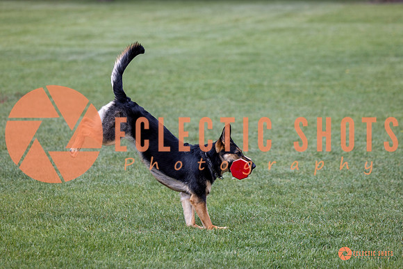 2025-K9Force-MayExams-6182