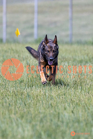 2025-K9Force-MayExams-Kaia-7476