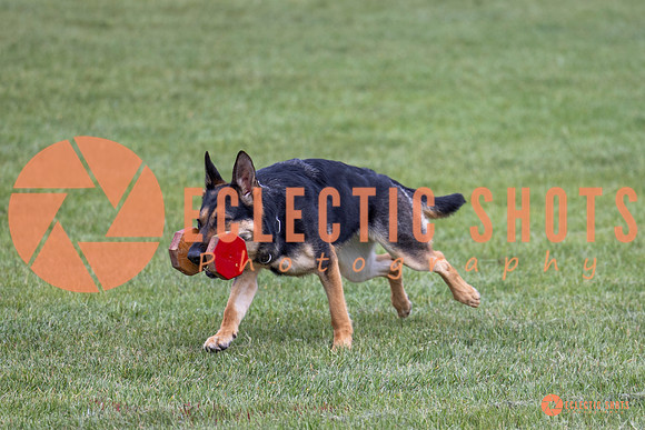 2025-K9Force-MayExams-6236