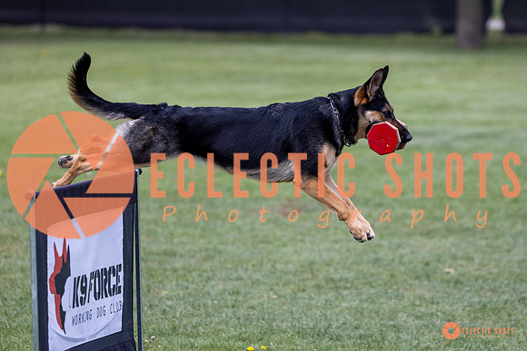 2025-K9Force-MayExams-6176