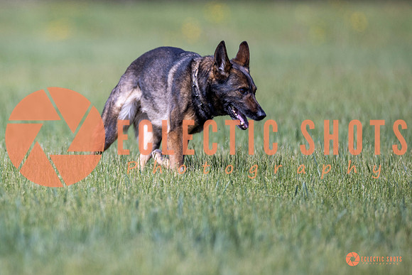 2025-K9Force-MayExams-Kaia-8452