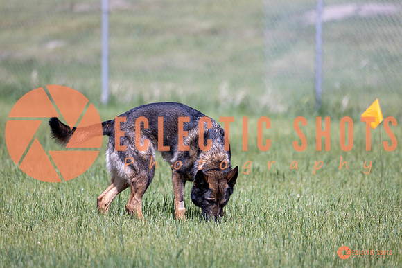 2025-K9Force-MayExams-Kaia-7413