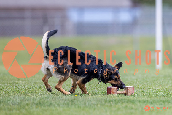 2025-K9Force-MayExams-7049