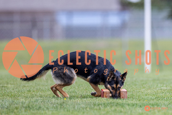 2025-K9Force-MayExams-7054