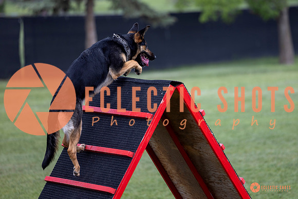 2025-K9Force-MayExams-6203