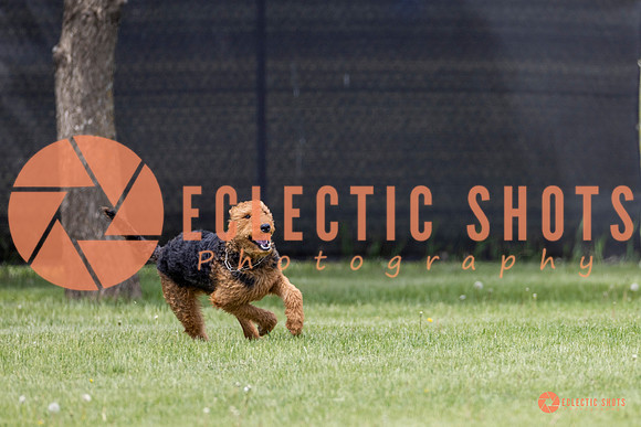 2025-K9Force-MayExams-8606