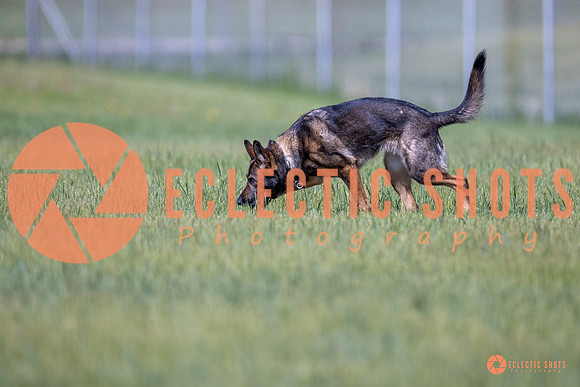 2025-K9Force-MayExams-Kaia-8448