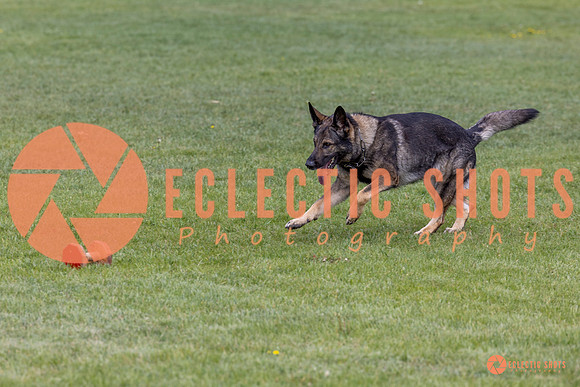 2025-K9Force-MayExams-5842