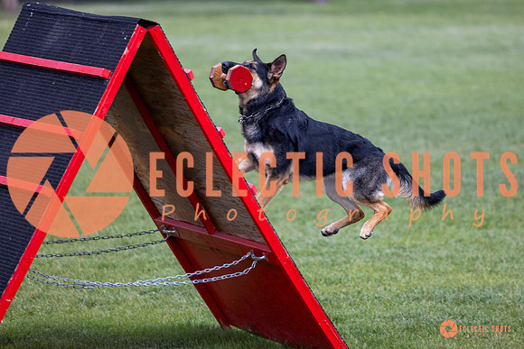 2025-K9Force-MayExams-6239