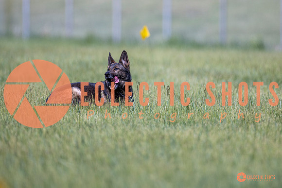 2025-K9Force-MayExams-Kaia-8461