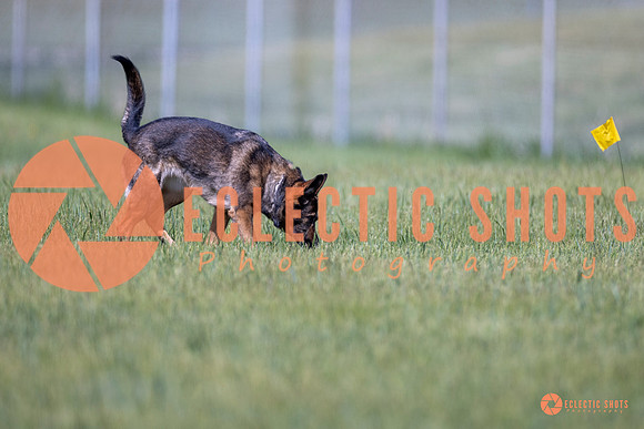 2025-K9Force-MayExams-Kaia-8440