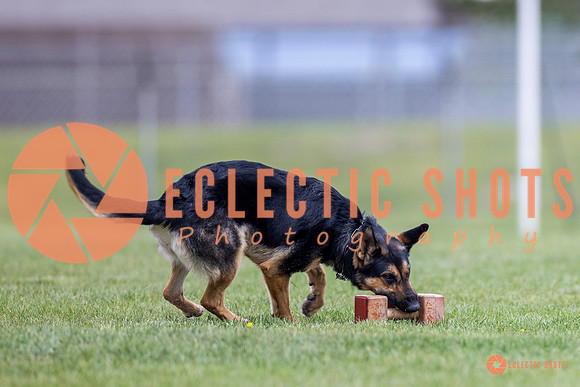 2025-K9Force-MayExams-7050