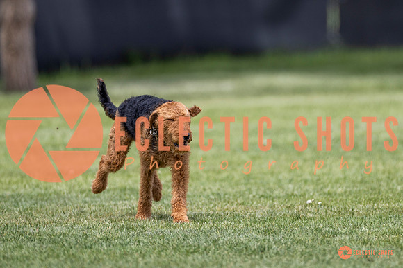 2025-K9Force-MayExams-8613