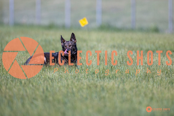 2025-K9Force-MayExams-Kaia-8464
