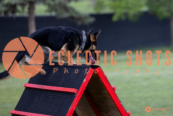 2025-K9Force-MayExams-6206