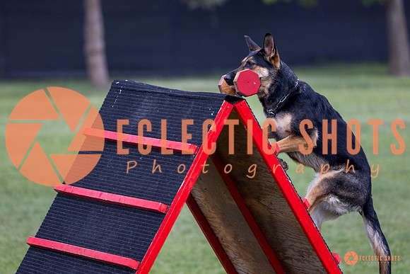 2025-K9Force-MayExams-6242