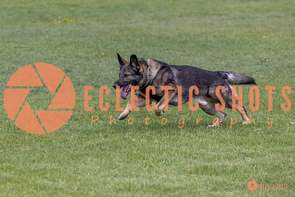 2025-K9Force-MayExams-5835