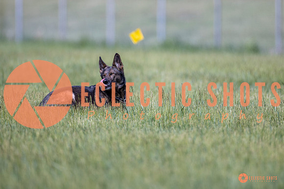 2025-K9Force-MayExams-Kaia-8463