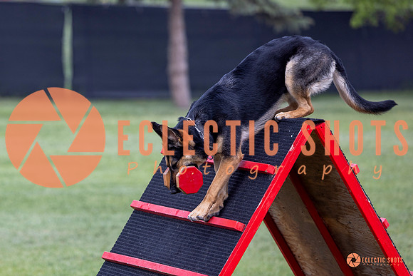 2025-K9Force-MayExams-6251