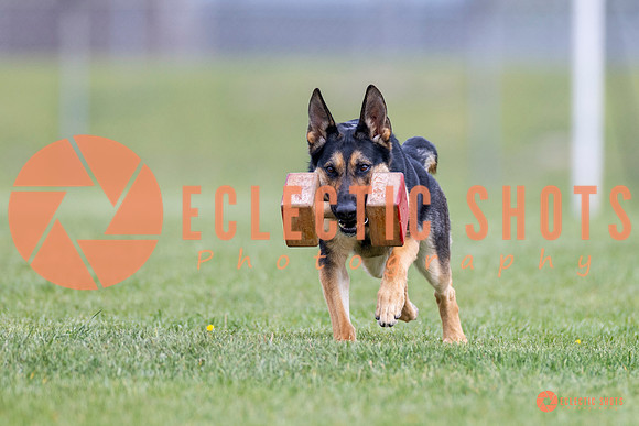 2025-K9Force-MayExams-7069
