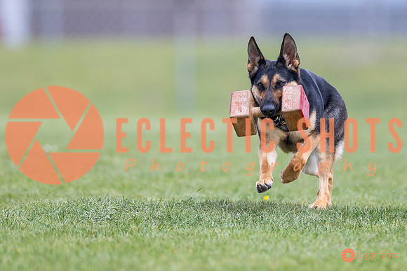 2025-K9Force-MayExams-7076
