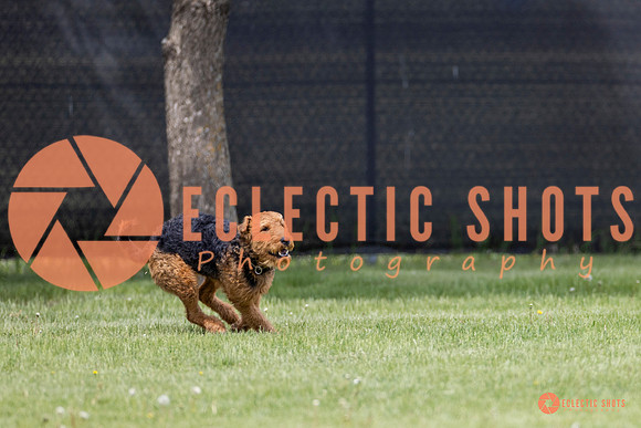 2025-K9Force-MayExams-8604