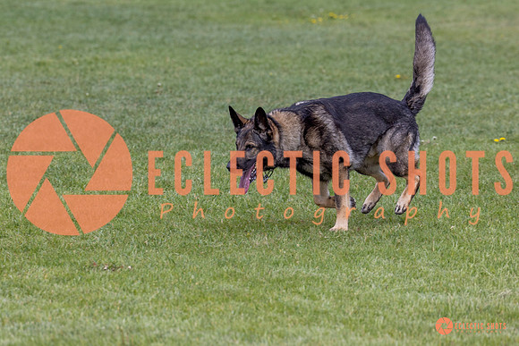 2025-K9Force-MayExams-5839