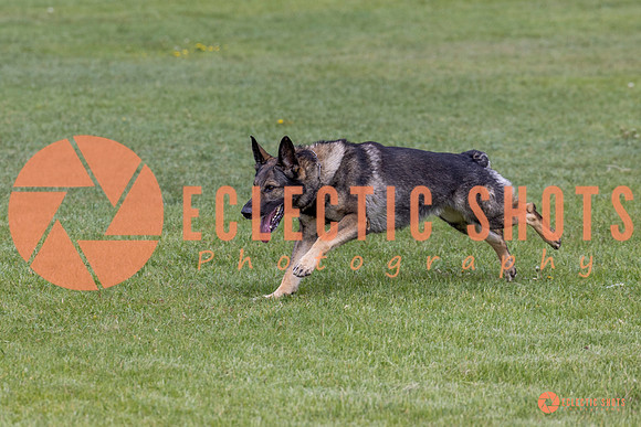 2025-K9Force-MayExams-5836