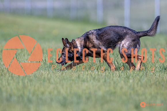 2025-K9Force-MayExams-Kaia-8449