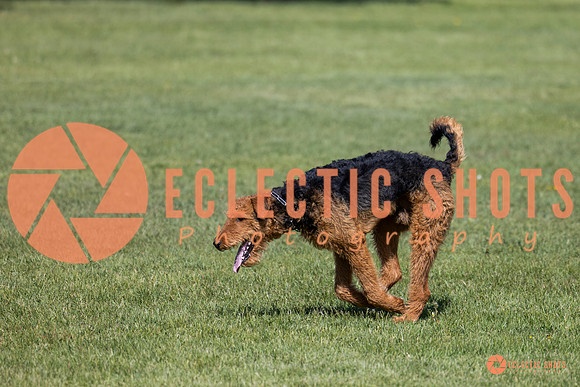 2025-K9Force-MayExams-7372