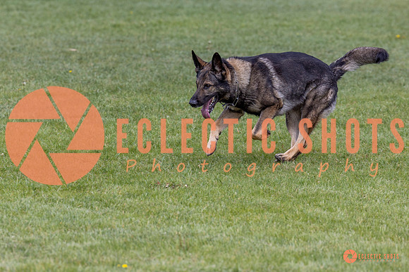 2025-K9Force-MayExams-5841