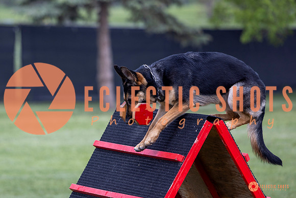 2025-K9Force-MayExams-6248
