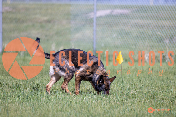 2025-K9Force-MayExams-Kaia-7409