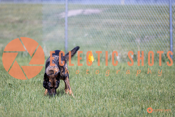 2025-K9Force-MayExams-Kaia-7410