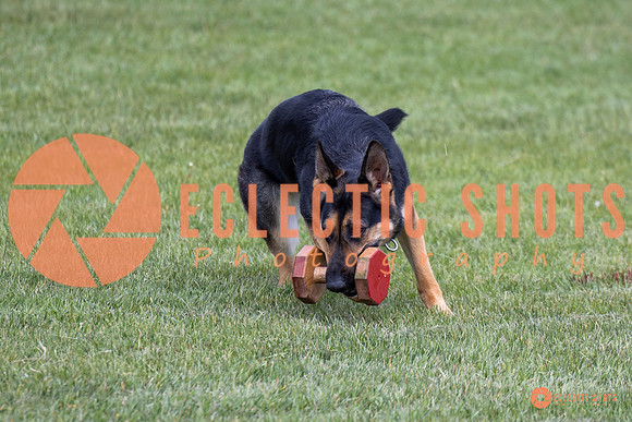 2025-K9Force-MayExams-6227