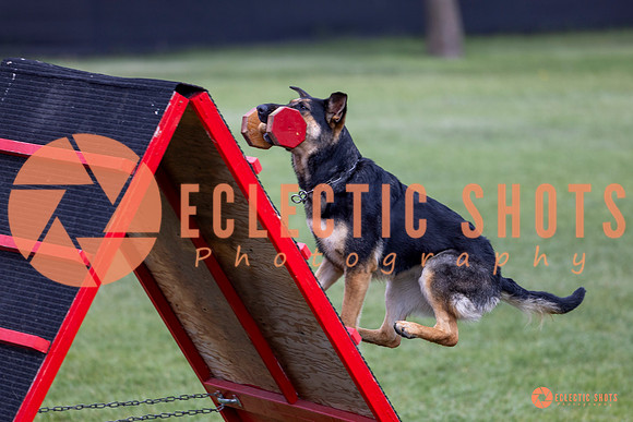 2025-K9Force-MayExams-6240