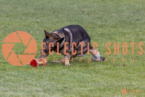 2025-K9Force-MayExams-5848