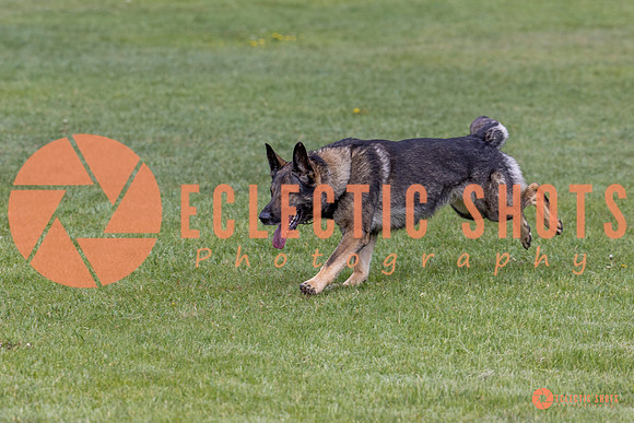 2025-K9Force-MayExams-5837