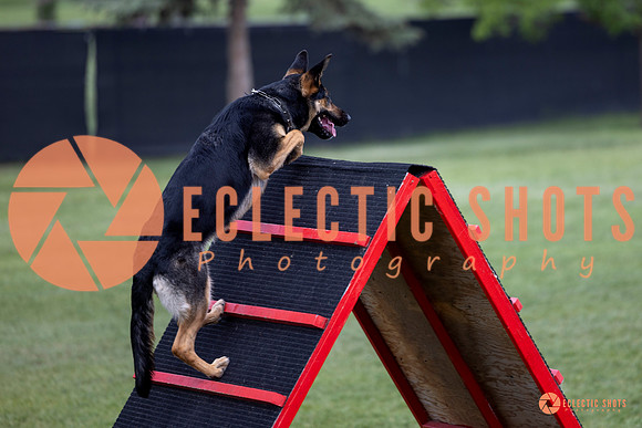2025-K9Force-MayExams-6202