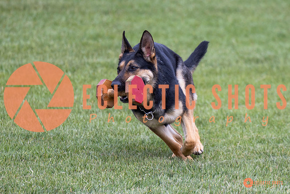 2025-K9Force-MayExams-6231