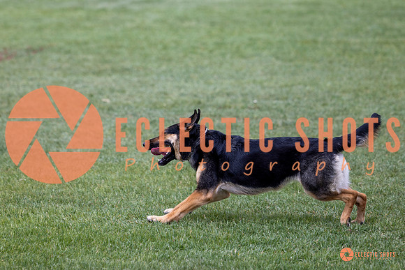 2025-K9Force-MayExams-6142