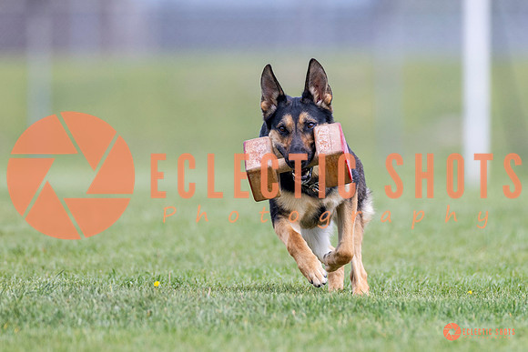 2025-K9Force-MayExams-7067