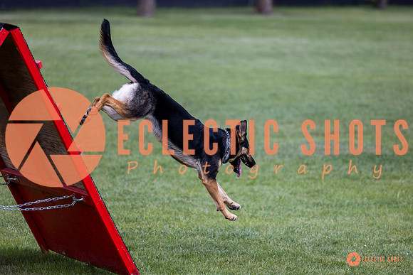2025-K9Force-MayExams-6218