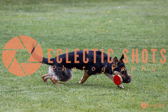 2025-K9Force-MayExams-6160
